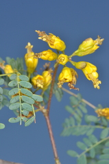 Libidibia paraguariensis