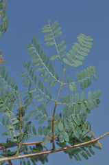 Libidibia paraguariensis