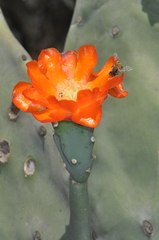 Opuntia quimilo