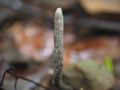 Xylaria nigripes