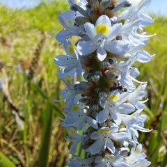 Pontederia