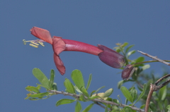 Dolichandra cynanchoides