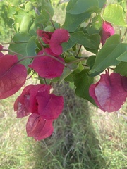 Bougainvillea spectabilis