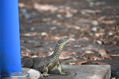 Varanus panoptes panoptes