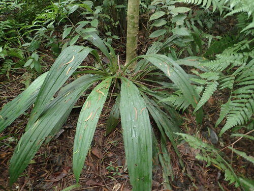 Image of Taiwan Christmas Orchid (Calanthe formosana) by no rights reserved