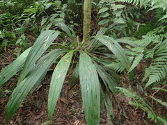 Calanthe formosana