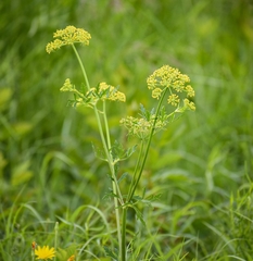 Polytaenia nuttallii