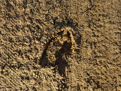 Odocoileus virginianus