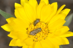 Tetragonoschema
