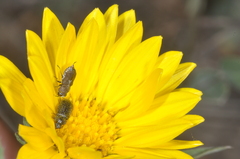 Tetragonoschema