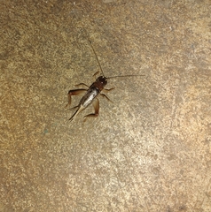 Anurogryllus arboreus
