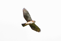 Buteo albigula