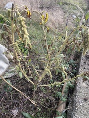 Amaranthus retroflexus