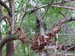 Argyrodes sextuberculosus