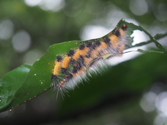 Spilarctia subcarnea