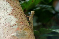 Draco