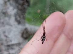 Argyrodes sextuberculosus