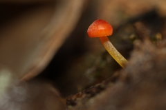Mycena acicula