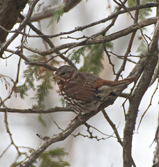 Passerella iliaca iliaca