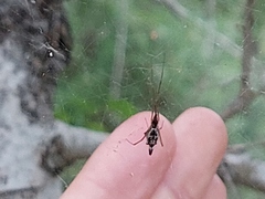 Argyrodes sextuberculosus