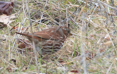 Passerella iliaca iliaca