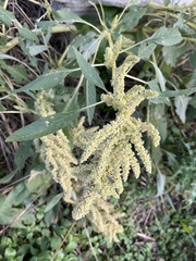 Amaranthus retroflexus