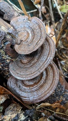 Coriolopsis strumosa