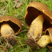 Boletus vermiculosus - Photo (c) MushroomObserverUser|1=2206|2=Hamilton (ham). derivative work: Xth-Floor，保留部份權利CC BY-SA