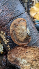 Coriolopsis strumosa