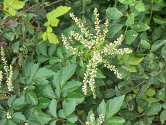 Serjania brachycarpa