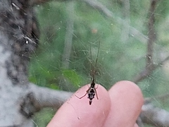 Argyrodes sextuberculosus