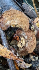 Coriolopsis strumosa