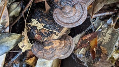 Coriolopsis strumosa