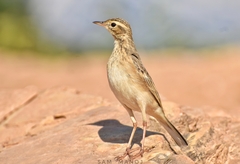 Anthus rufulus