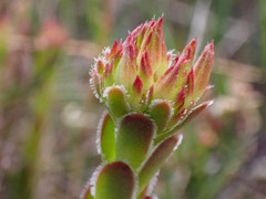 Crassula