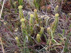 Crassula