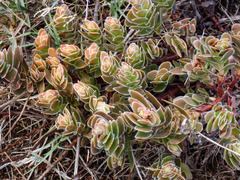 Crassula