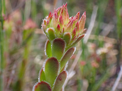 Crassula