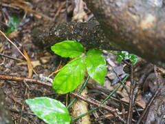 Tetrastigma hemsleyanum