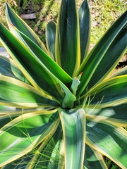 Agave