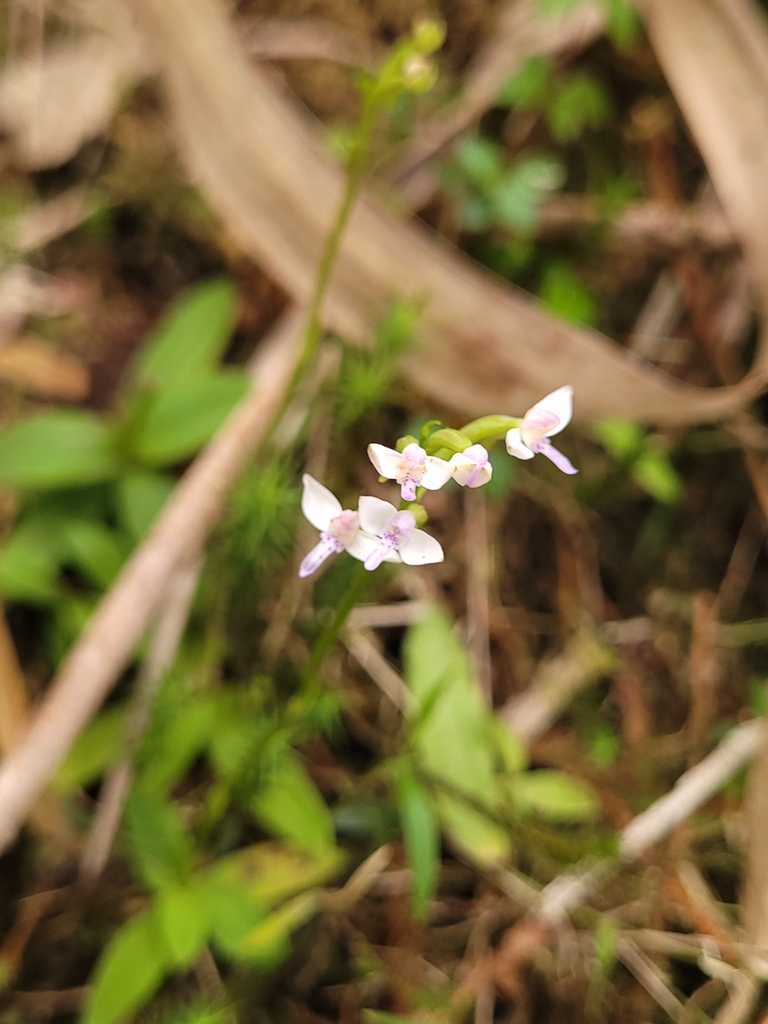 Cynorkis rosellata