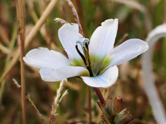 Ixia monadelpha