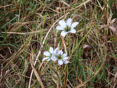 Ixia monadelpha