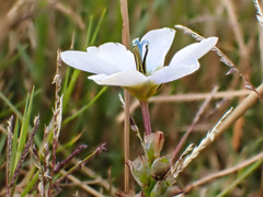 Ixia monadelpha