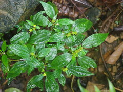 Sarcopyramis napalensis