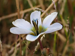 Ixia monadelpha