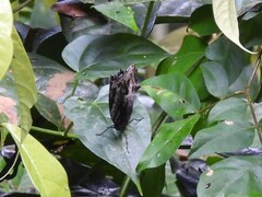 Protogoniomorpha cytora