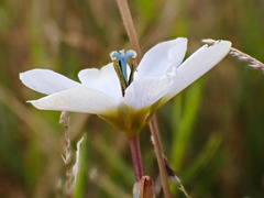 Ixia monadelpha