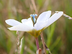 Ixia monadelpha