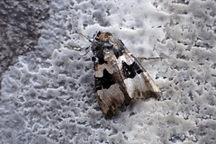 Phlogophora albovittata